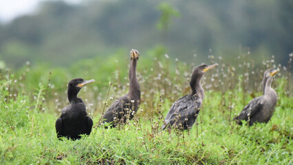 Birds of Costa Rica: Neotropic cormorant (Phalacrocorax brasilianus)
