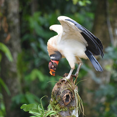 Birds of Costa Rica: King Vulture (Sarcoramphus papa)