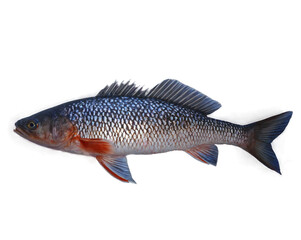 Obraz premium fresh fish
