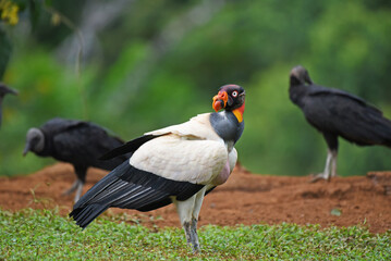 Birds of Costa Rica: King Vulture (Sarcoramphus papa)