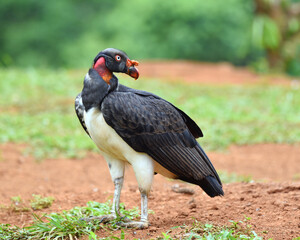 Birds of Costa Rica: King Vulture (Sarcoramphus papa)