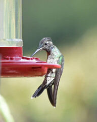 Birds of Costa Rica: Talamanca Hummingbird (Eugenes spectabilis)