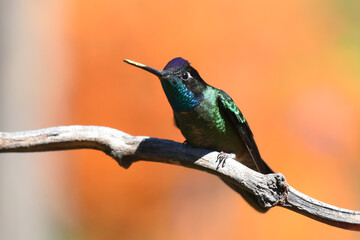 Birds of Costa Rica: Talamanca Hummingbird (Eugenes spectabilis)
