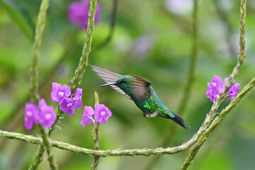Birds of Costa Rica: Garden Emerald (Chlorostilbon assimilis)