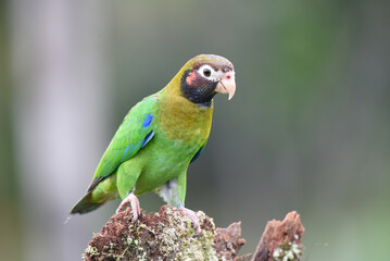 Birds of Costa Rica: Brown-hooded Parrot (Pyrilia haematoris)