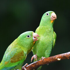 Birds of Costa Rica: Orange-chinned Parakeet (Brotogeris jugularis)
