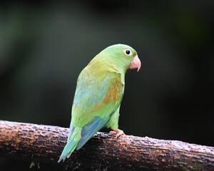 Birds of Costa Rica: Orange-chinned Parakeet (Brotogeris jugularis)