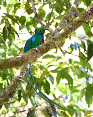 Birds of Costa Rica: Male Resplendent Quetzal (Pharomachrus mocinno)