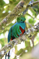 Birds of Costa Rica: Male Resplendent Quetzal (Pharomachrus mocinno)