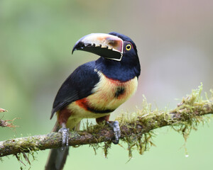 Birds of Costa Rica: Collared Aracari (Pteroglossus torquatus)