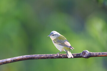 Birds of Costa Rica: Tennessee Warbler (Oreothlypis peregrina)