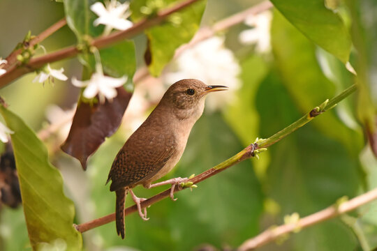Close-up image of House Wren (Troglodytes aedon) singing in a low bush