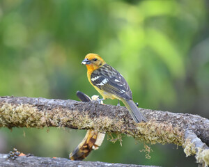 Birds of Costa Rica: Female Flame-colored Tanager (Piranga bidentata) - obrazy, fototapety, plakaty