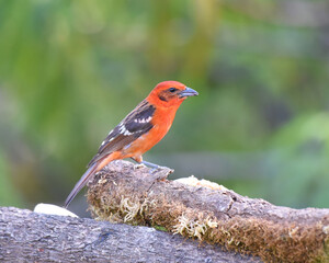 Birds of Costa Rica: Male Flame-colored Tanager (Piranga bidentata) - obrazy, fototapety, plakaty