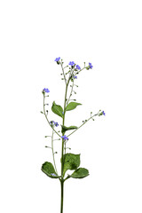 Forget-me-not in the studio