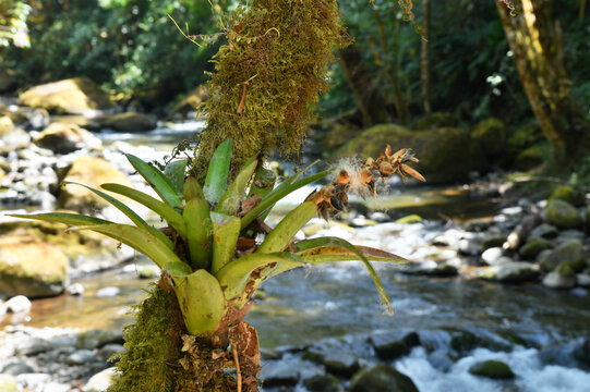 Tree with bromelia on river bank in the highlands of Costa Rica