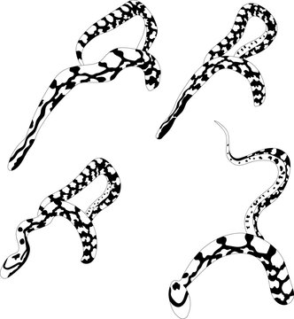 corn snake illustrated on a white background	