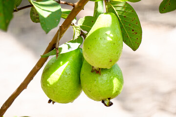 Three green guavas hanging on a tree branch with green leaves in the background