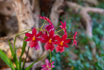 Red orchid flowers on dark green leaves background. Unusual small red orchids