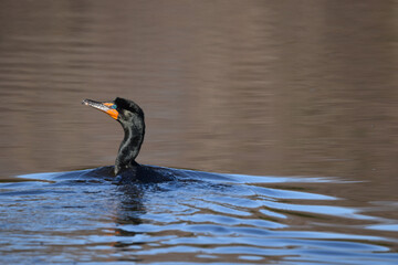 Marais Kingsbury &Eacute;clipse 8 Avril 2024
