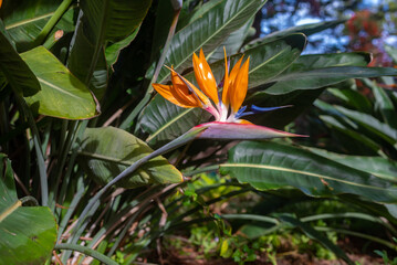 Orange bird of paradise flower on green leaves background. Strelitzia wallpaper