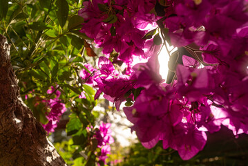 Pink flowers background. Bougainvillea closeup, mostly blurred