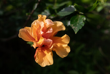 Orange flower of Double Tropical Hibiscus in sunlight on green leaves background