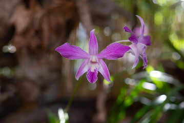 White and purple orchids on green leaves background. Purple Guaria orchid - 780499908