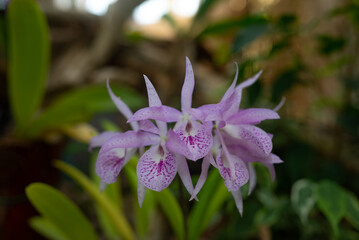 White and purple orchids on green leaves background. Purple Guaria orchid