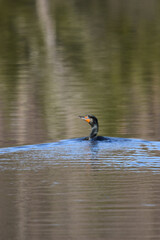 Marais Kingsbury Éclipse 8 Avril 2024