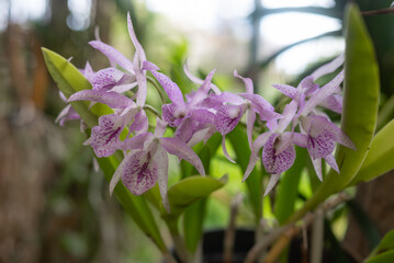White and purple orchids on green leaves background. Purple Guaria orchid