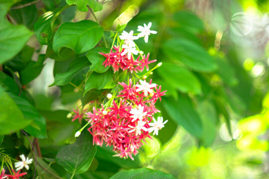  selective focus,Combretum indicum are blooming and green leaf,Combretum indicum are blooming in the garden,Rangoon creeper or quisqualis indica grows up in the garden good fresh in the morning 
