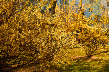 Yellow forsythia flowers in full bloom in spring. Dense bunches of golden bell-shaped blossoms cover branches. Flowering garden shrubs Border Forsythia intermedia, Europaea, blooming in the backyard