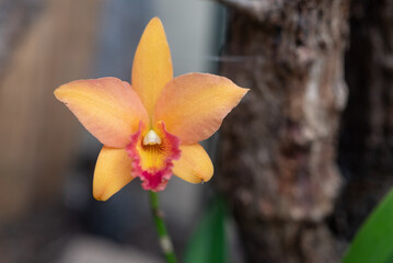 Orange orchid on tropical background. Peach flower of phalaenopsis orchid
