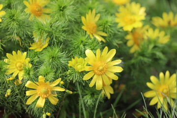 Adonis vernalis. Spring yellow flowers Pheasant's eye. - obrazy, fototapety, plakaty