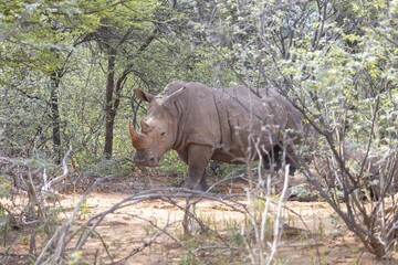 Picture of a rhino in the wild taken in the Namibian province of Waterberg