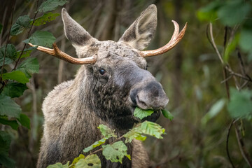 Young moose eating fresh leaves