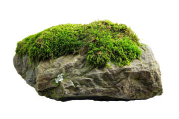 old grey rock with moss isolated on white or transparent png