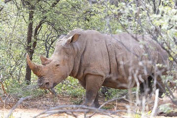 Picture of a rhino in the wild taken in the Namibian province of Waterberg