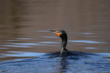 Marais Kingsbury &Eacute;clipse 8 Avril 2024