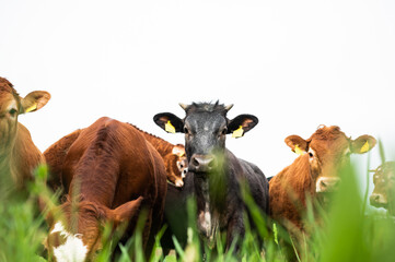 Herd of cow on pasture on the beef cattle ranch, Animal husbandry of Germany