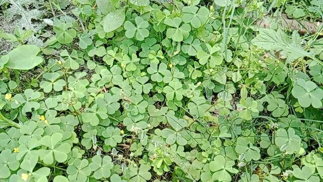 Medicine leaf on the ground