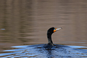 Marais Kingsbury Éclipse 8 Avril 2024