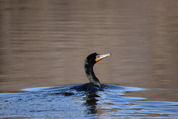 Marais Kingsbury &Eacute;clipse 8 Avril 2024