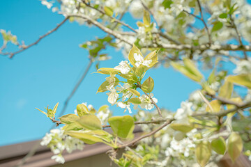Fototapeta premium 梨の花