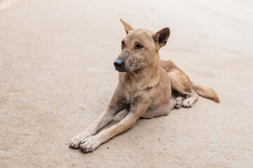 Portrait of thai dog at street. - 780507953