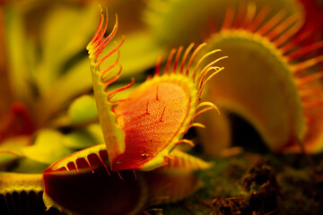 Venus flytrap Dionaea muscipula on blurred background. - obrazy, fototapety, plakaty