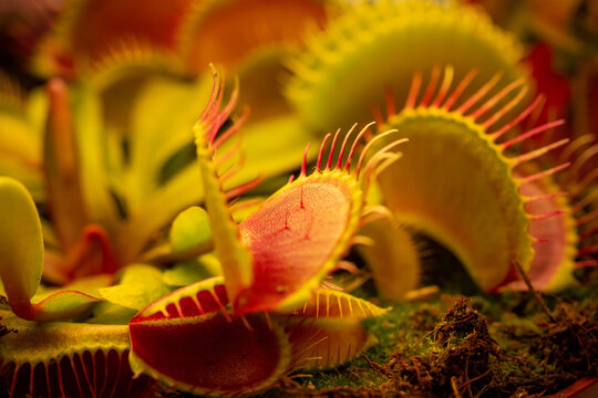 Venus flytrap Dionaea muscipula on blurred background.