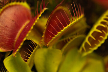 Venus flytrap, Dionaea muscipula, subtropical carnivorous plant