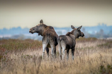 Young moose with his mother standing in a meadow in the morning